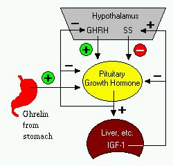 Growth Hormone (Somatotropin)