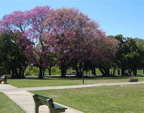 Springtime 2019: Lapacho trees in bloom | My Buenos Aires Travel Guide