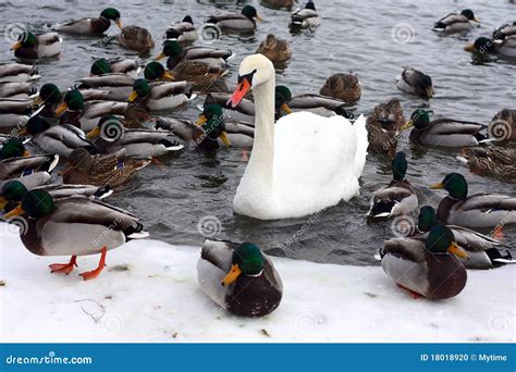 Swan and ducks stock photo. Image of bird, outdoors, lake - 18018920