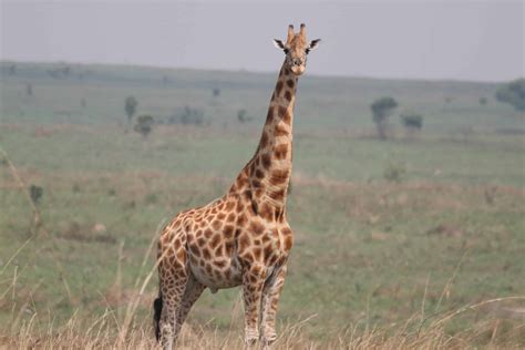 Northern giraffe: Giraffa camelopardalis - Giraffe Conservation Foundation