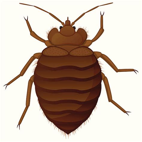 Bedbug Illustrations, Royalty-Free Vector Graphics & Clip Art - iStock