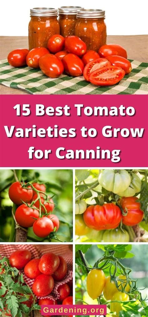 The time to start planning for canning is in the early spring, when you choose which variety of ...