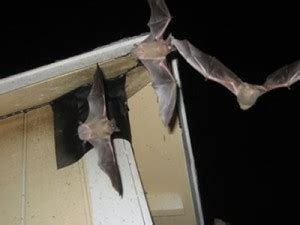 Bats Removed from my Attic