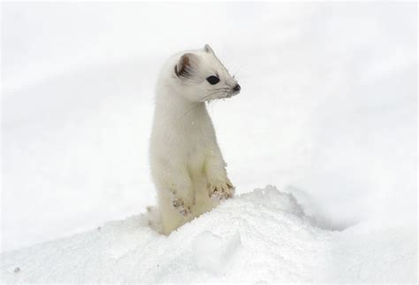 7 Animals That Turn White in Winter | Britannica