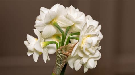 7 Flowering Paperwhite Varieties for Indoor Winter Gardens