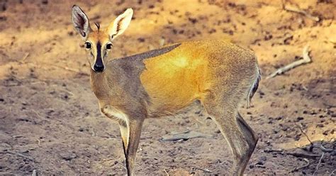 Duiker | Matlabas Game Hunters | Animals of the Bushveld