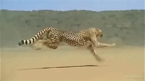 Cheetah Running GIF - Cheetah Running - Discover & Share GIFs | Animated animals, Cute animals ...