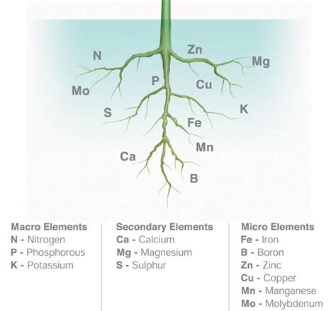 Role/function Of Essential Plant Nutrients