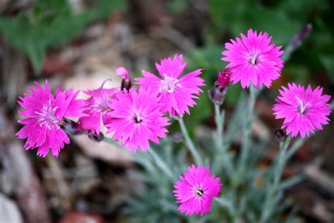 Free picture: pink, dianthus flowers