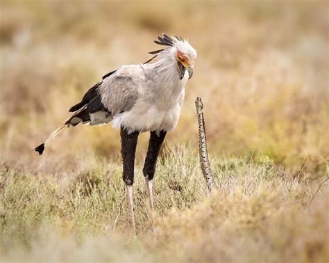 African Savanna Birds - Pets Lovers