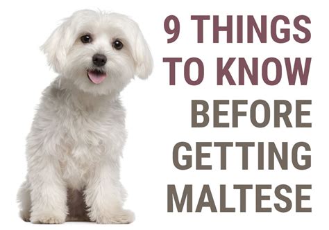 What You Should Know Before Adopting a Maltese Puppy