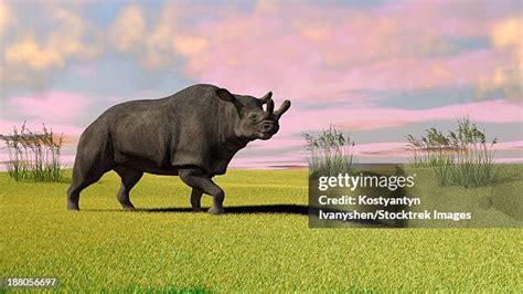 One Horned Rhino High Res Illustrations - Getty Images