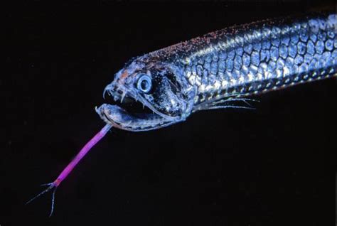 The Incredible Vision of Dragonfish - ReefCause