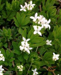 Sweet Woodruff: An Enchanting Groundcover Choice for Shade Gardens