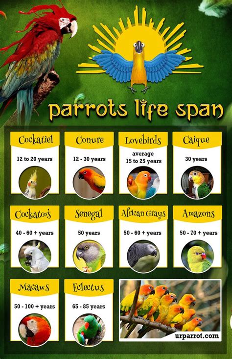 Parrots Life Span_v2 | African grey, Infographic design, Parrot