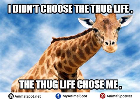 Giraffe Memes