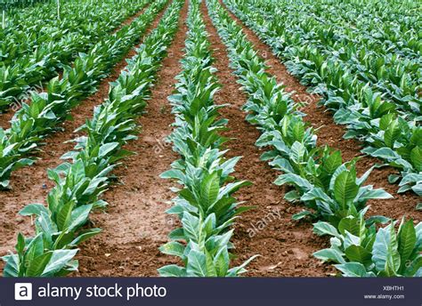 Tobacco Crop High Resolution Stock Photography and Images - Alamy