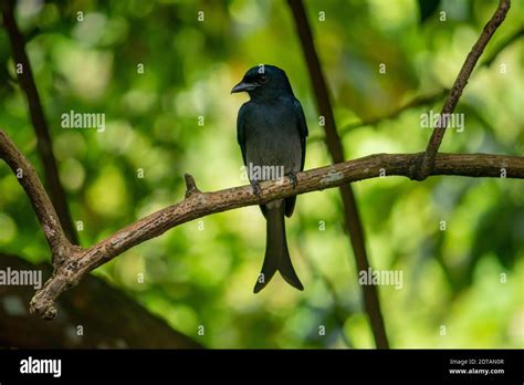 Split tail hi-res stock photography and images - Alamy