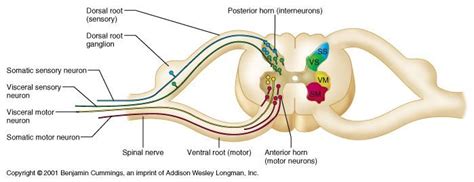 Both the ventral root and dorsal root are sites of six to eight nerves ...