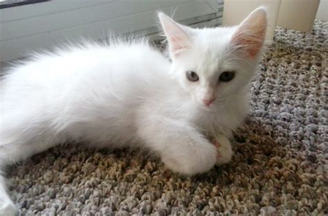 White Kitten Free Stock Photo - Public Domain Pictures