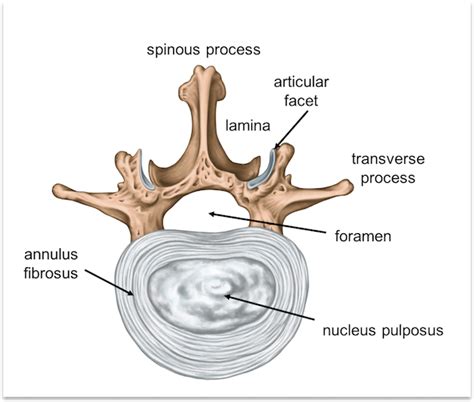 Lamina Spine