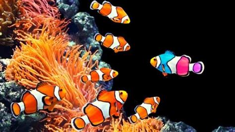 Discover the Differences: True Percula Clownfish and The Ocellaris ...