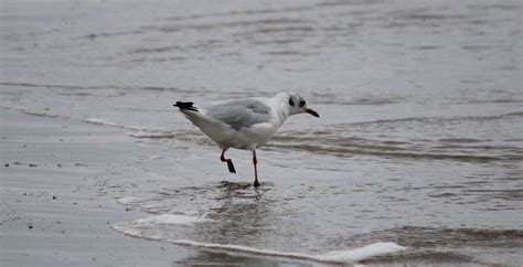 Laughing Seagull Free Stock Photo - Public Domain Pictures