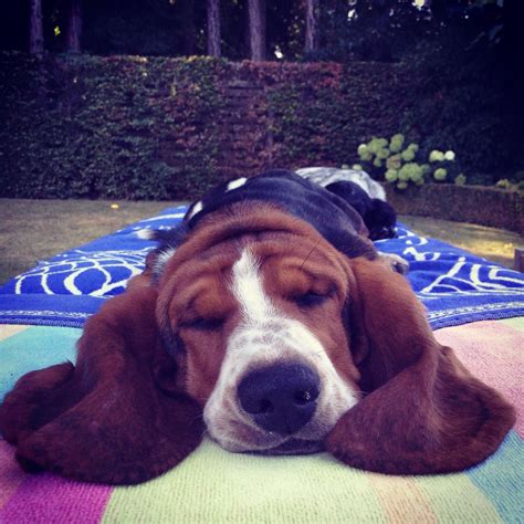 Babette the lazy basset | Basset hound, Basset, Hound