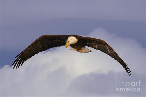 Bald Eagle Hunting Photograph by Dennis Hammer - Fine Art America