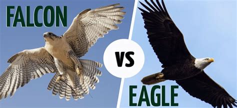 Falcon vs. Eagle: What’s the Difference? (With Pictures) - Optics Mag | Eagle, Bald eagle, Large ...