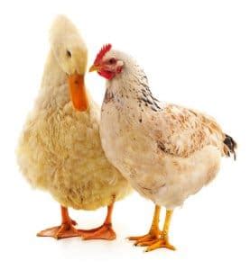 7 Tips For Raising Ducks With Chickens | Chickens And More