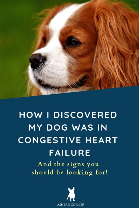 How To Help A Dog With Congestive Heart Failure | Examples and Forms