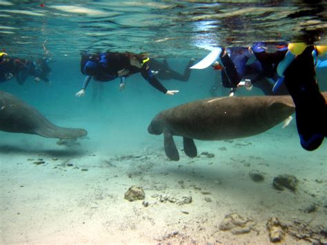 Crystal River, Florida Swimming with the manatee | Florida, Places ive ...