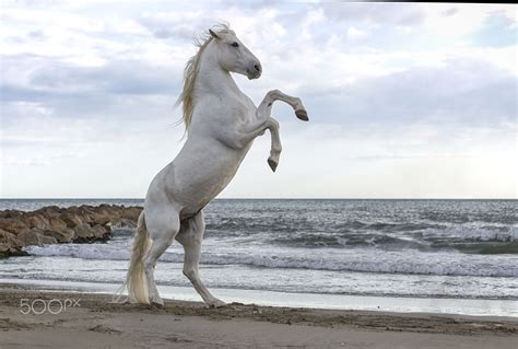 Rearing up. - White horse rearing up on the beach. Camargue. France. | Per aspera ad astra ...