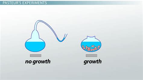 Louis Pasteur Biography, Experiments & Inventions - Lesson | Study.com