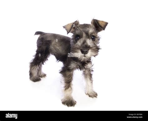 How Long Do Mini Schnauzer Puppies