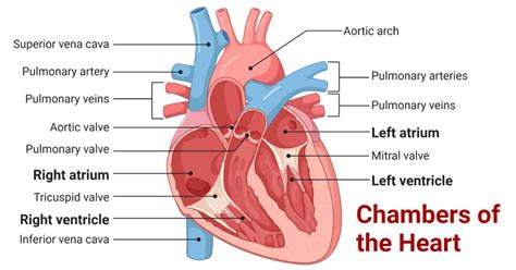 Chambers of the Heart: Auricles and Ventricles