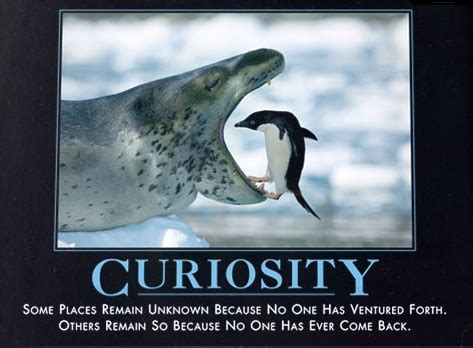 Funny Quotes About Curiosity. QuotesGram