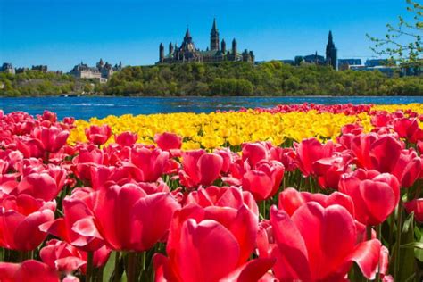 Tulip Festival celebrates 65 years | Toronto Star | Tulip festival ...