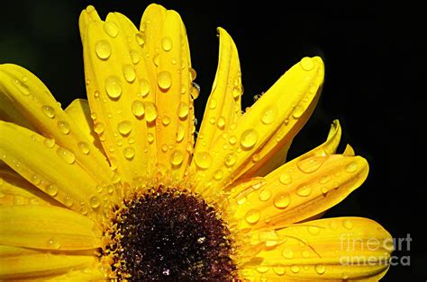 Sunflower with Water Drops Photograph by Larry Ricker - Fine Art America