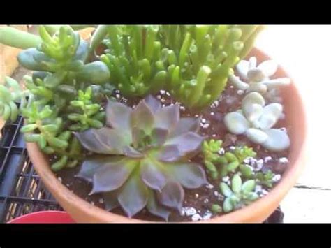 Echeveria propagation - YouTube