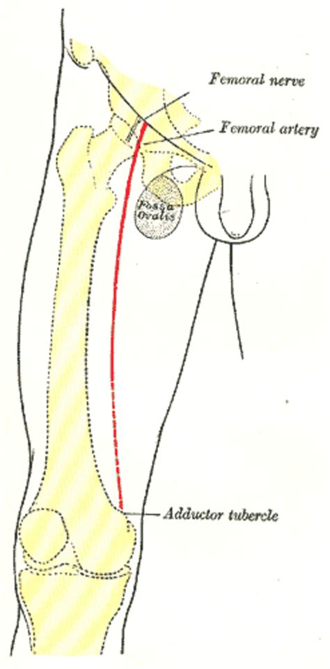 Femoral Nerve Block: Pain Control for Knee Surgery | HubPages