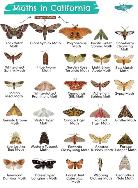 Types of Moths in California