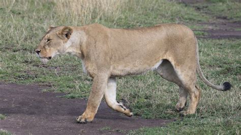 Sideview Closeup of a Lioness Walking through Short Green Grass Stock Photo - Image of single ...