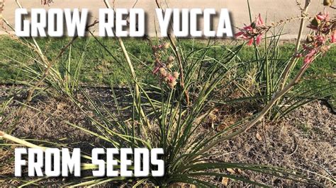 Grow Red Yucca From Seed - YouTube