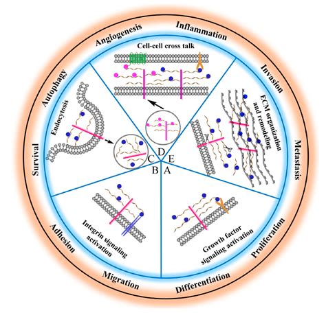 Viruses Free Fulltext Heparan Sulfate Proteoglycans And Viral