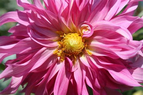 Red Dahlia in the Garden Macro Stock Photo - Image of garden, autumn: 103528568