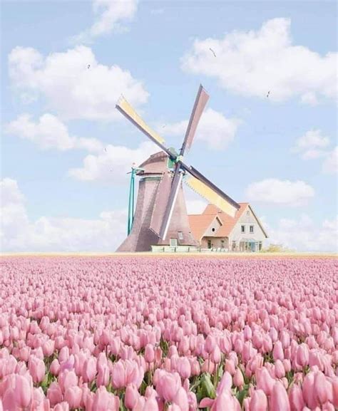 Tulip field, Netherlands amazing #amazing #Field #Netherlands #Tulip # ...