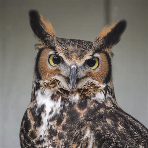 Great Horned Owl | Saint Louis Zoo