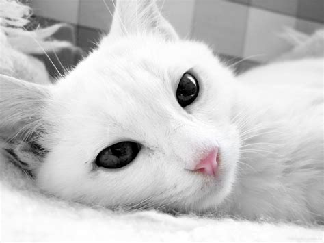 White Cat Wallpapers - Top Free White Cat Backgrounds - WallpaperAccess